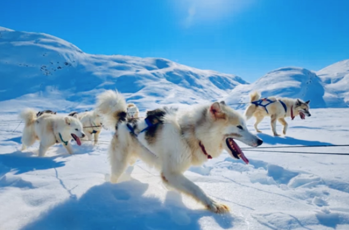 Adventurous dogsledge tour around Ilulissat – 2 hours