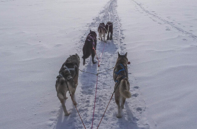 Adventurous dogsledge tour around Ilulissat – 2 hours