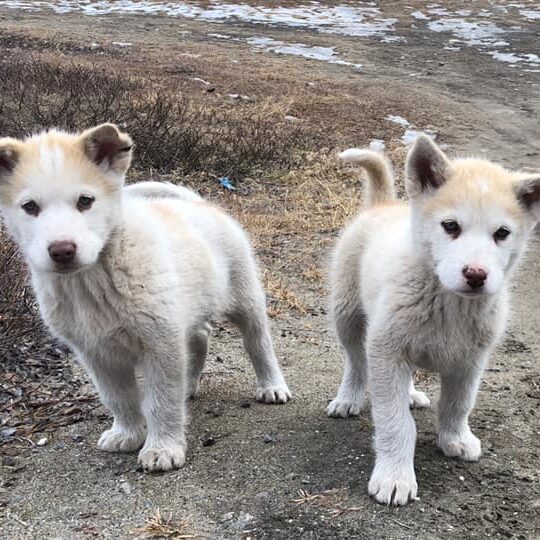 Meet sled dogs – Ilulissat  – 350 dkk