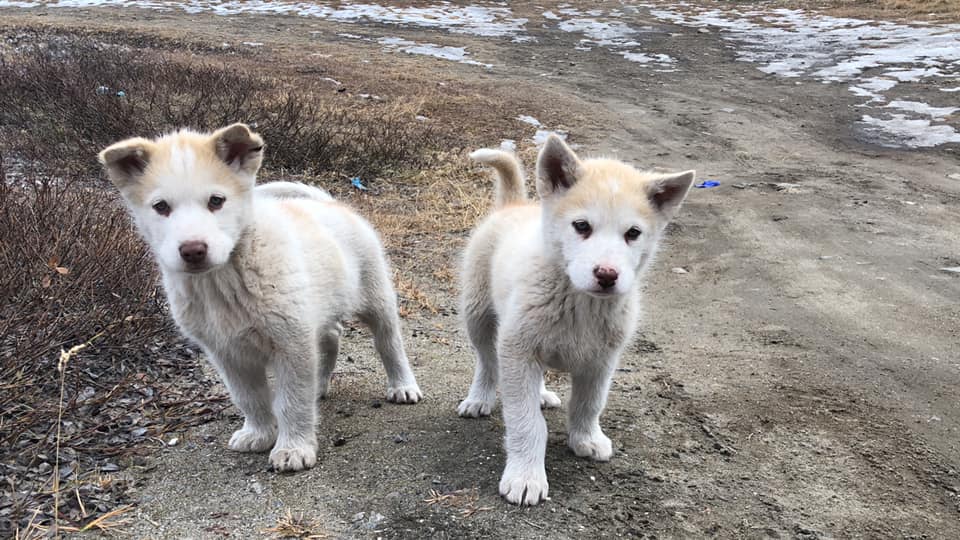 Meet sled dogs – Ilulissat  – 350 dkk