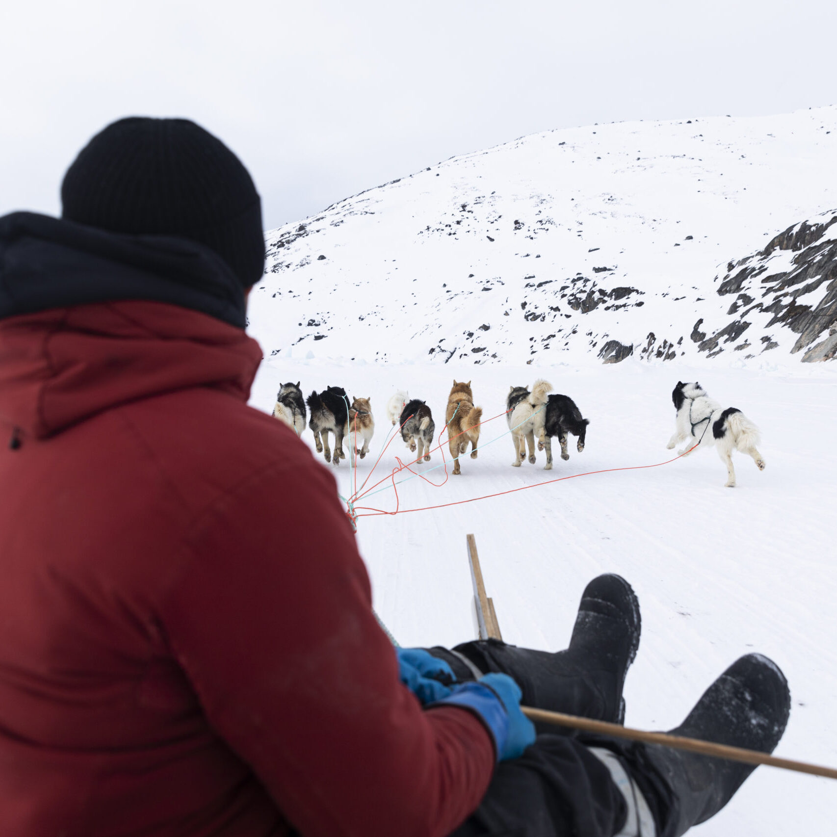 Adventurous dogsledge tour around Ilulissat – 2 hours