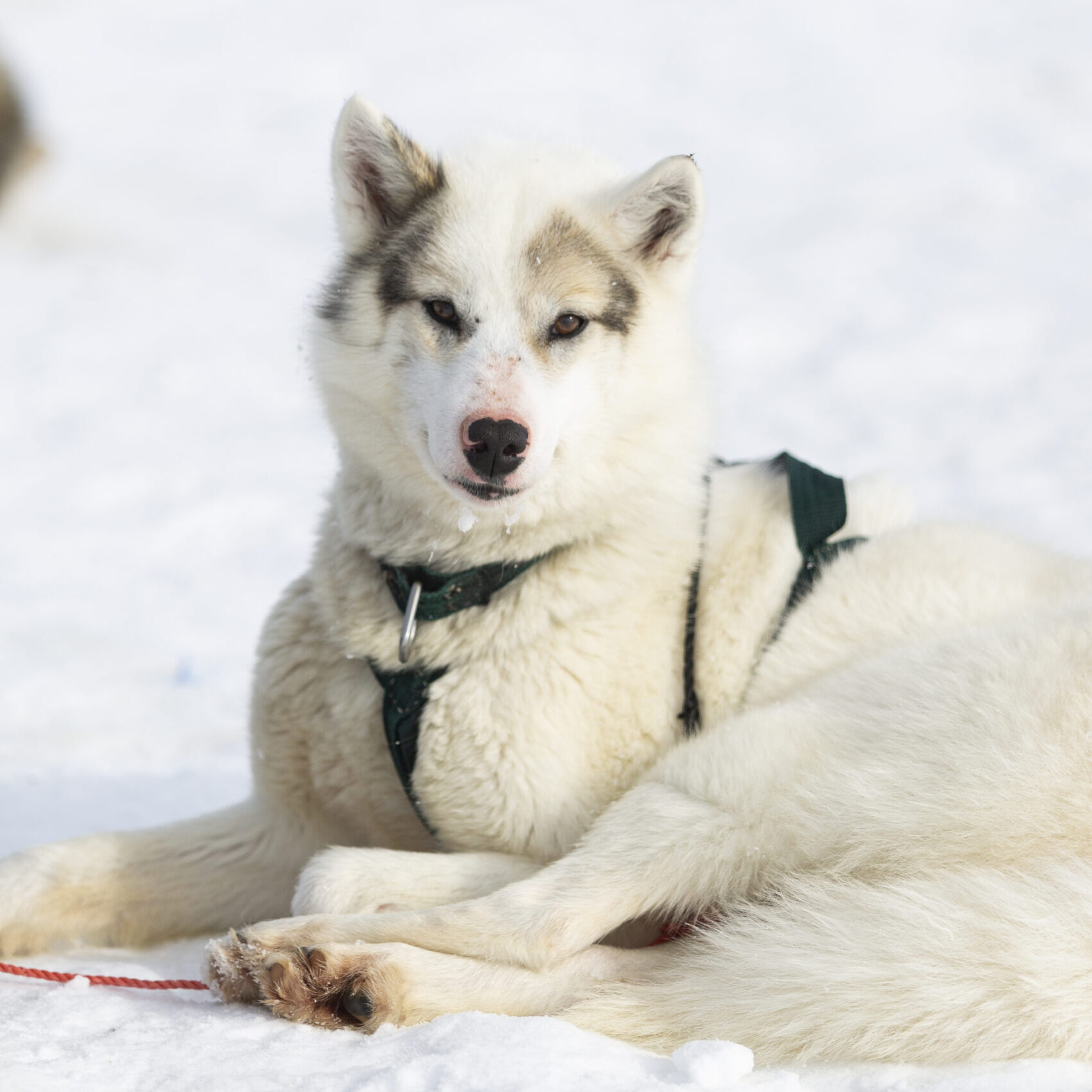 Meet sled dogs – Ilulissat  – 350 dkk